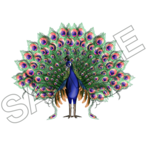 peacock sample image png