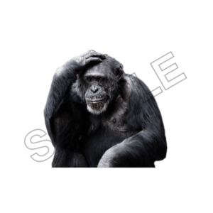 chimpanze sample image png