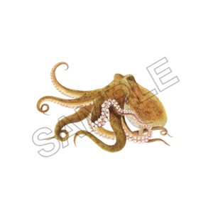 octopus sample image png