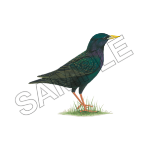 starling bird sample image png