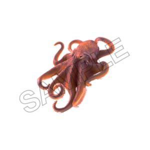 octopus sample image png