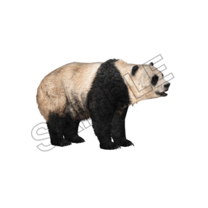 panda sample image png