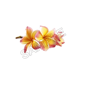 tahiti summer sample image png