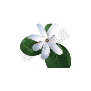 tahiti customs and tradition sample image png