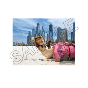 Paradise summer in UAE ,DUBAI sample image png