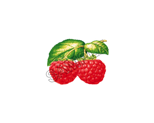 raspberries darling sample image png