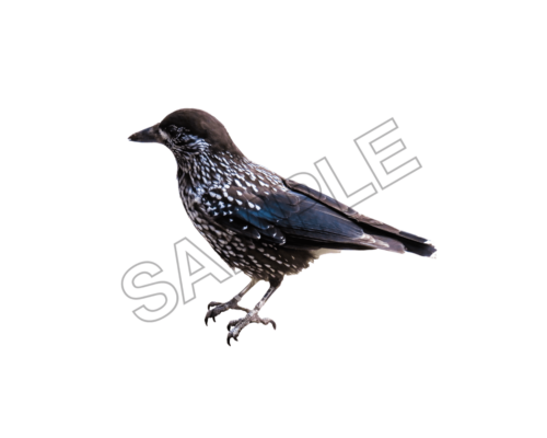 starling bird sample image png