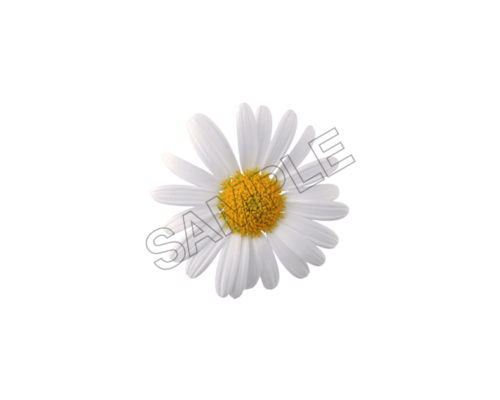 flowers and bouquets sample image png