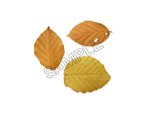 autumn leaves yellowish sample image png