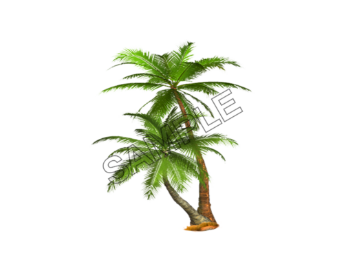 two palm trees sample image png