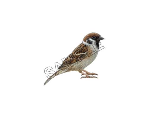 birds sparrow sample image png