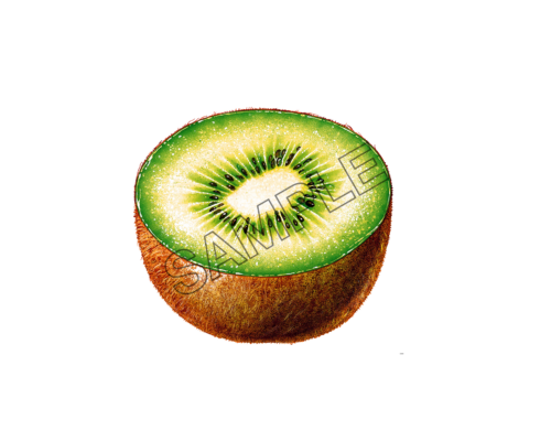 kiwi slice sample image png