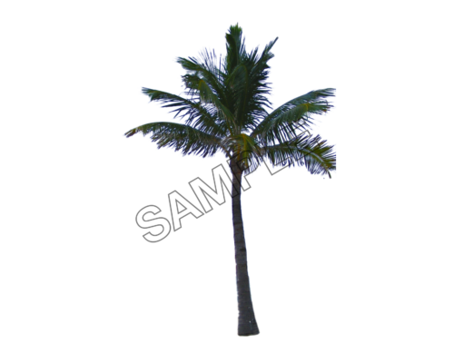 palm tree, nature, summer, png,