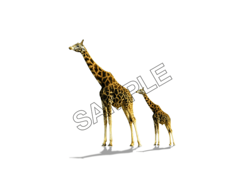 giraffe pair sample image png