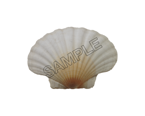 seashells fan sample image png