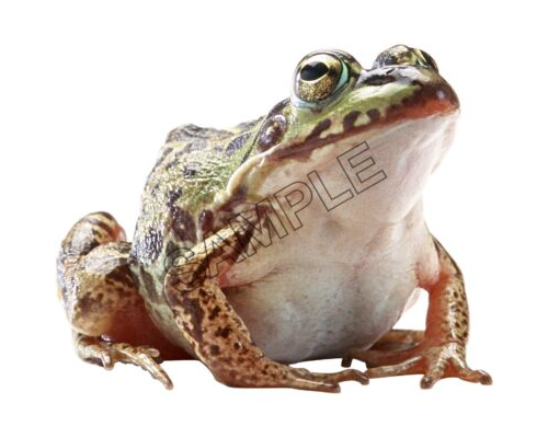 ugly green toad front view