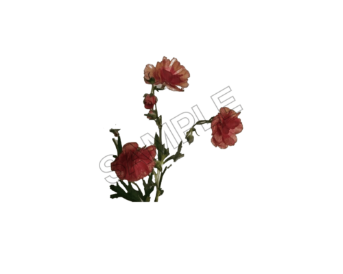 flowers sample image png