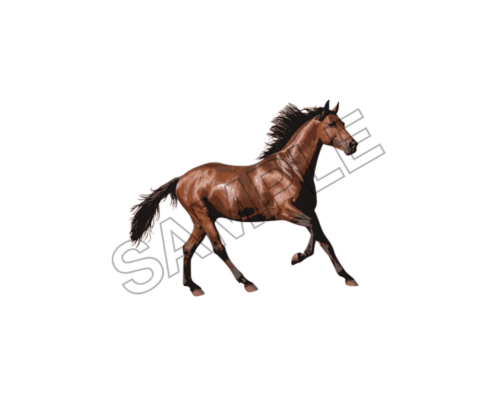 horse sample image png