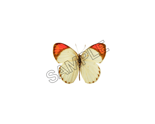 butterfly bi-color sample image png