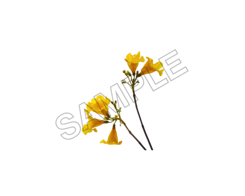 flowers sample image png