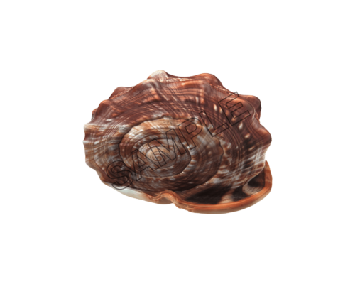 seashells snail sample image png