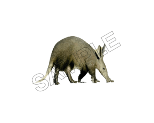 Aardvark sample image png