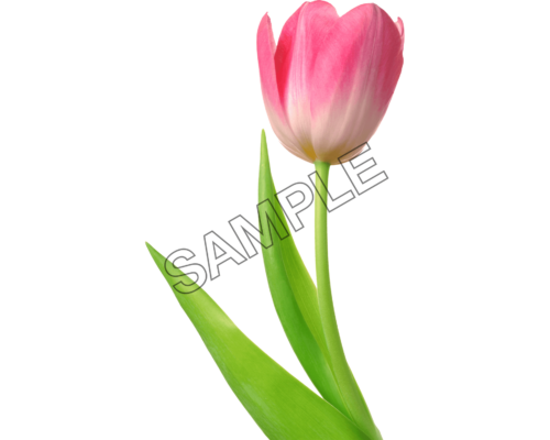 tulip pink color single flower sample image png