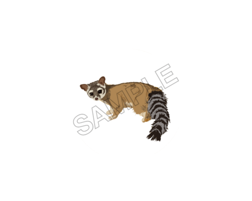 raccoon ,sample image png