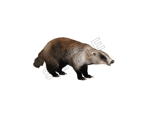 badger sample image png