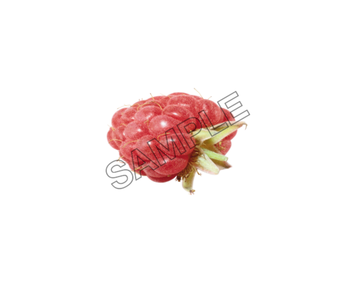 raspberry piquant sample image png