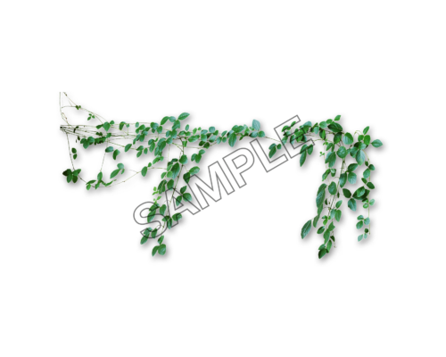 vine bold tender sample image png