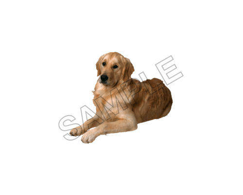 pets sample image png