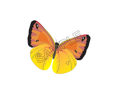 butterfly orange color sample image png