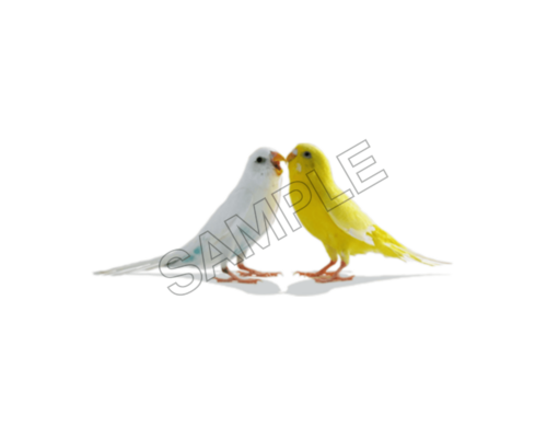 love birds sample image png