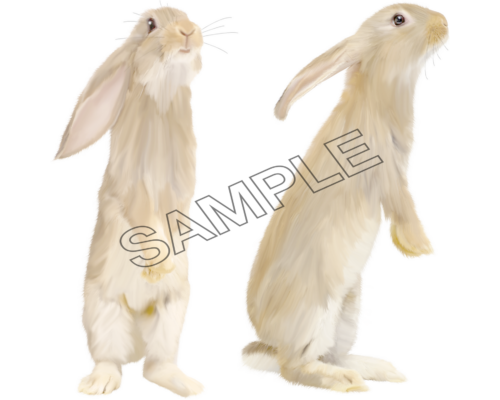 Animals, image of rabbit, png