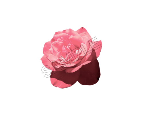 flowers sample image png