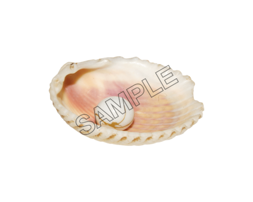 seashells single pearls sample image png