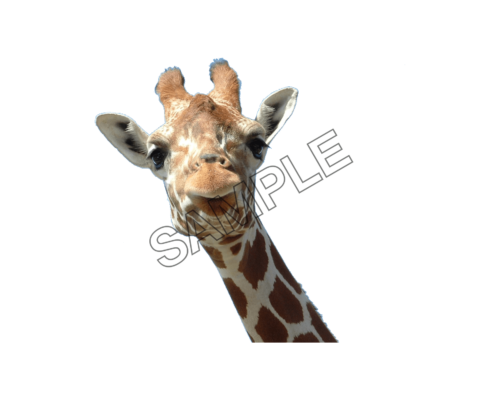 giraffe s Look sample image png