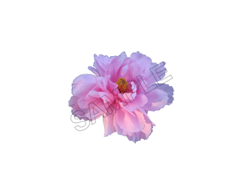 flowers sample image png