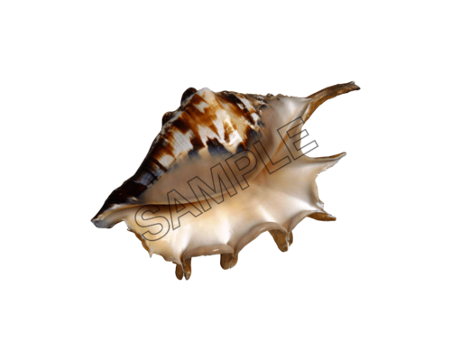 seashells spines sample image png