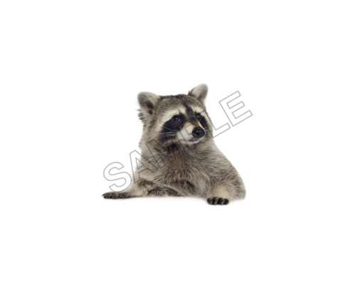 raccoon ,sample image png