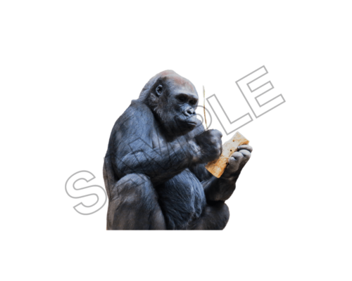 chimpanze , animal, png