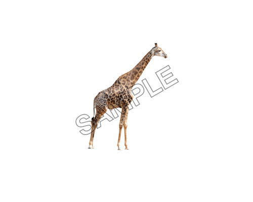 camel sample image png