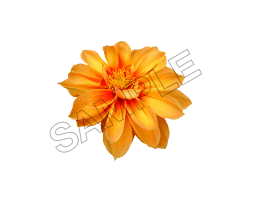 flowers sample image png