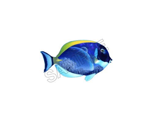 fish sample image png