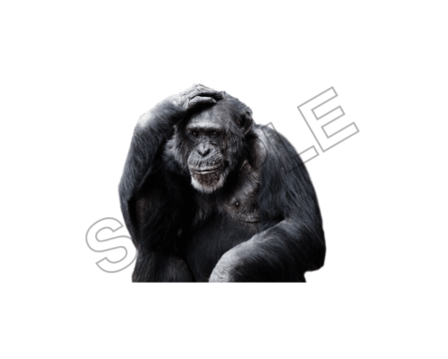 chimpanze sample image png