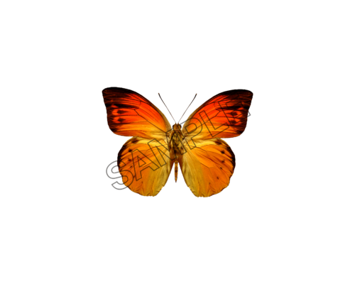 butterfly floral sample image png