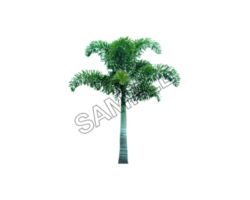 evergreen palm tree sample image png