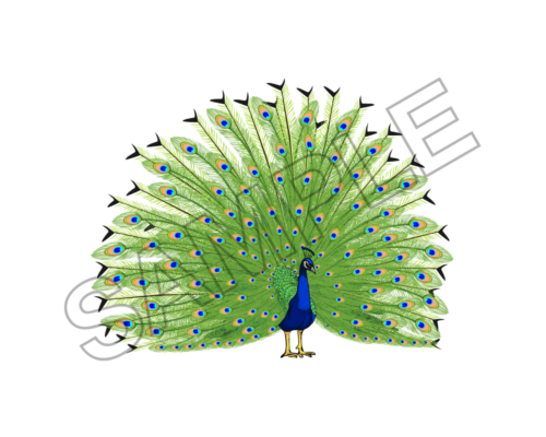 peacock sample image png