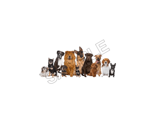 dogs day sample image png